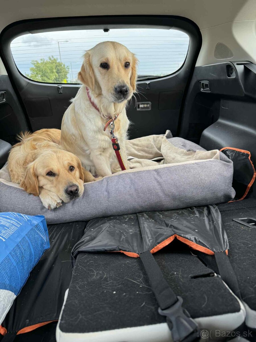 Predaj / Rezervácia šteniatok Zlatého retrievera - 11