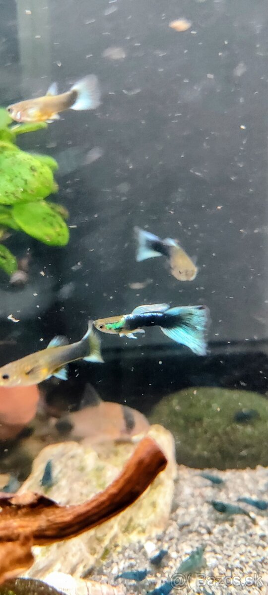 Slimák Brotia herculea +Gupky - 11