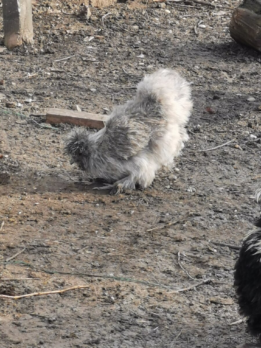 Nasadové vajíčka hodvábnicka - 11