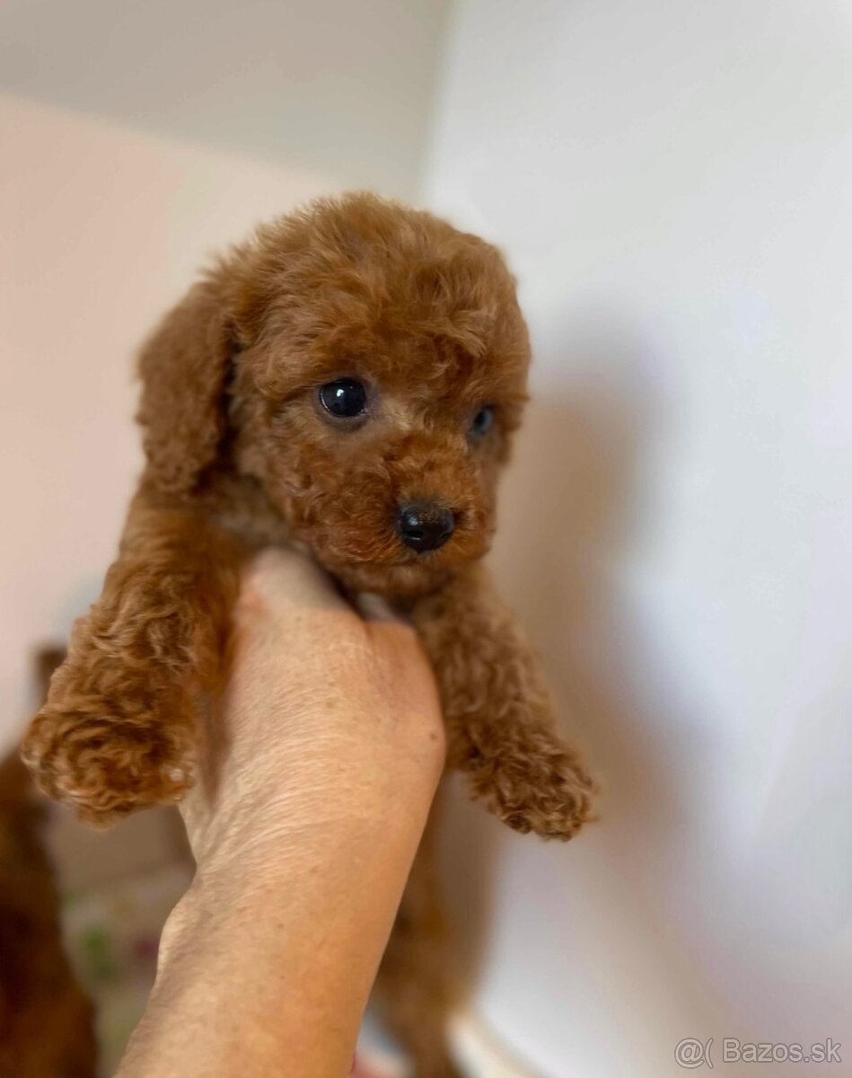 Dark Red Poodle girls pudel pudlik pudl - 11