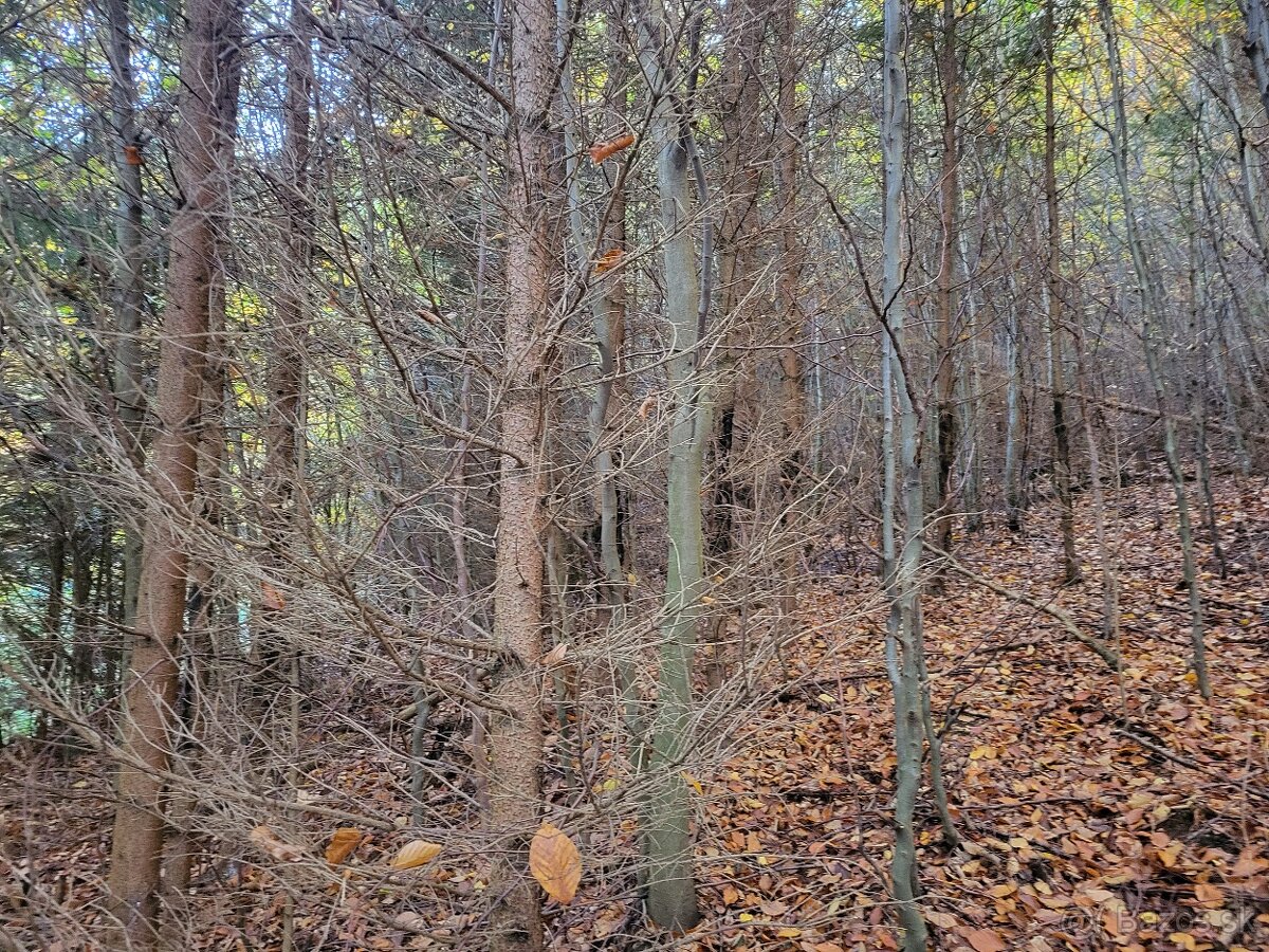 Vymením 3,8 ha lesného pozemku za ornú pôdu - 11