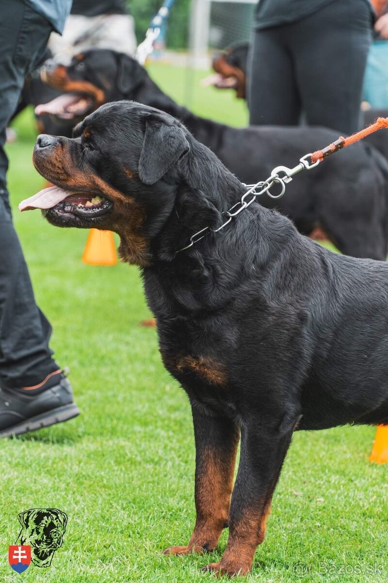 Rottweiler, rotvajler, rottwailer, rtw - 11
