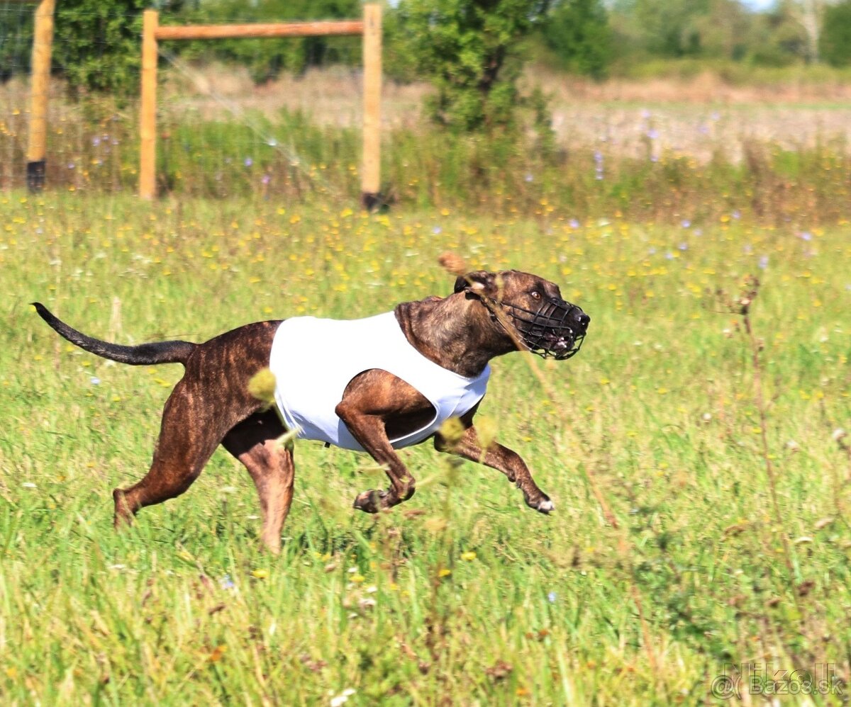 Louisianský leopardí pes Catahoula s PP - 11