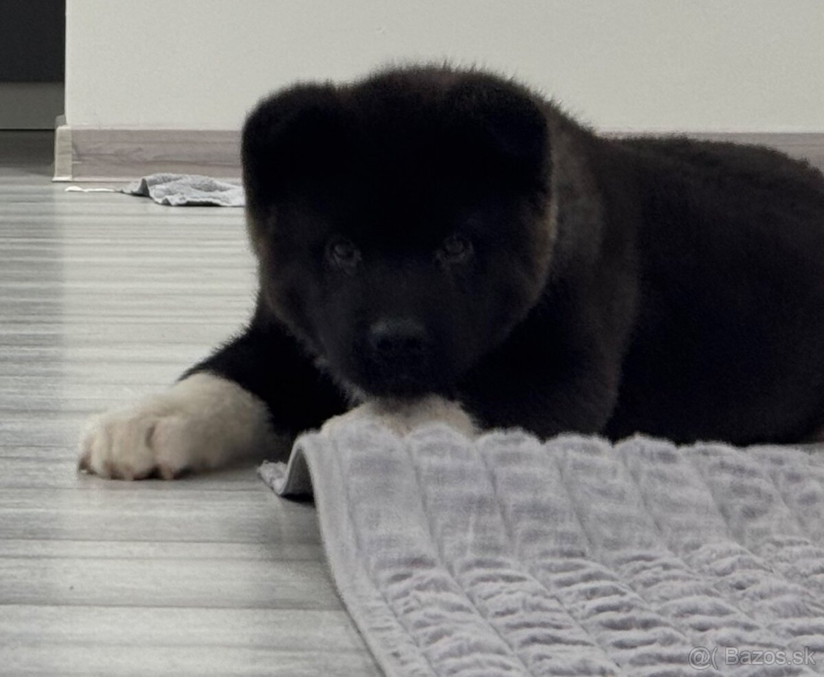 Šteniatka Americká Akita - 11