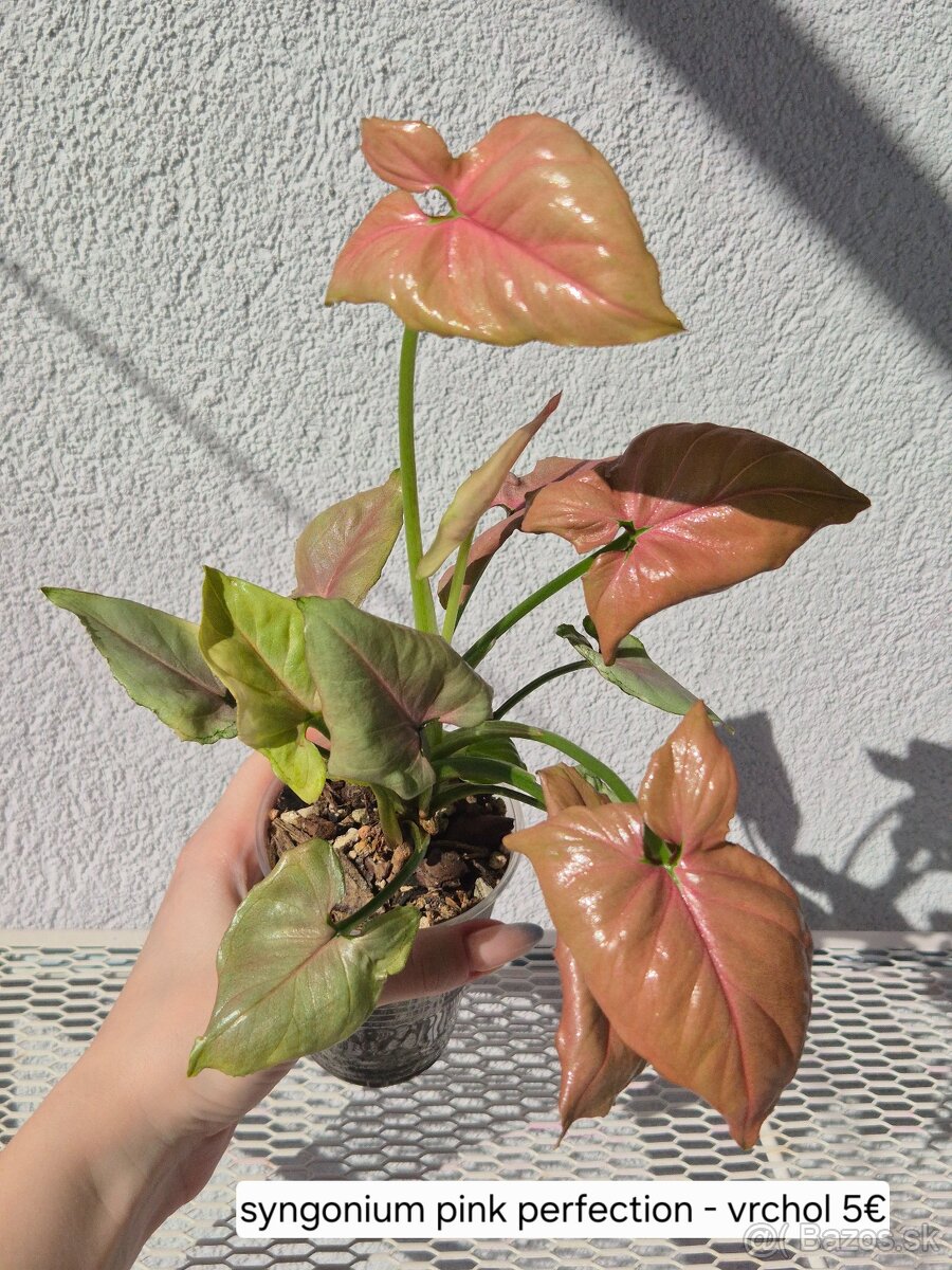 Predám izbové rastliny - 11