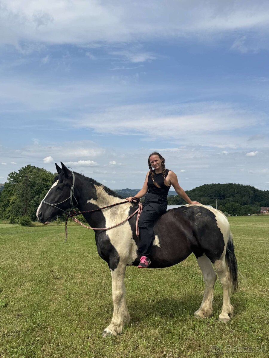 6 letá Barock Pinto - 11