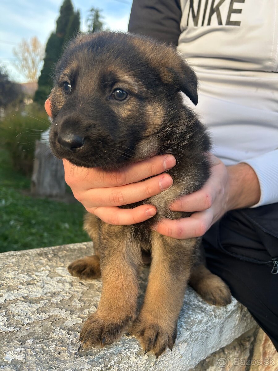 Nemecky ovčiak šteniatka - 11