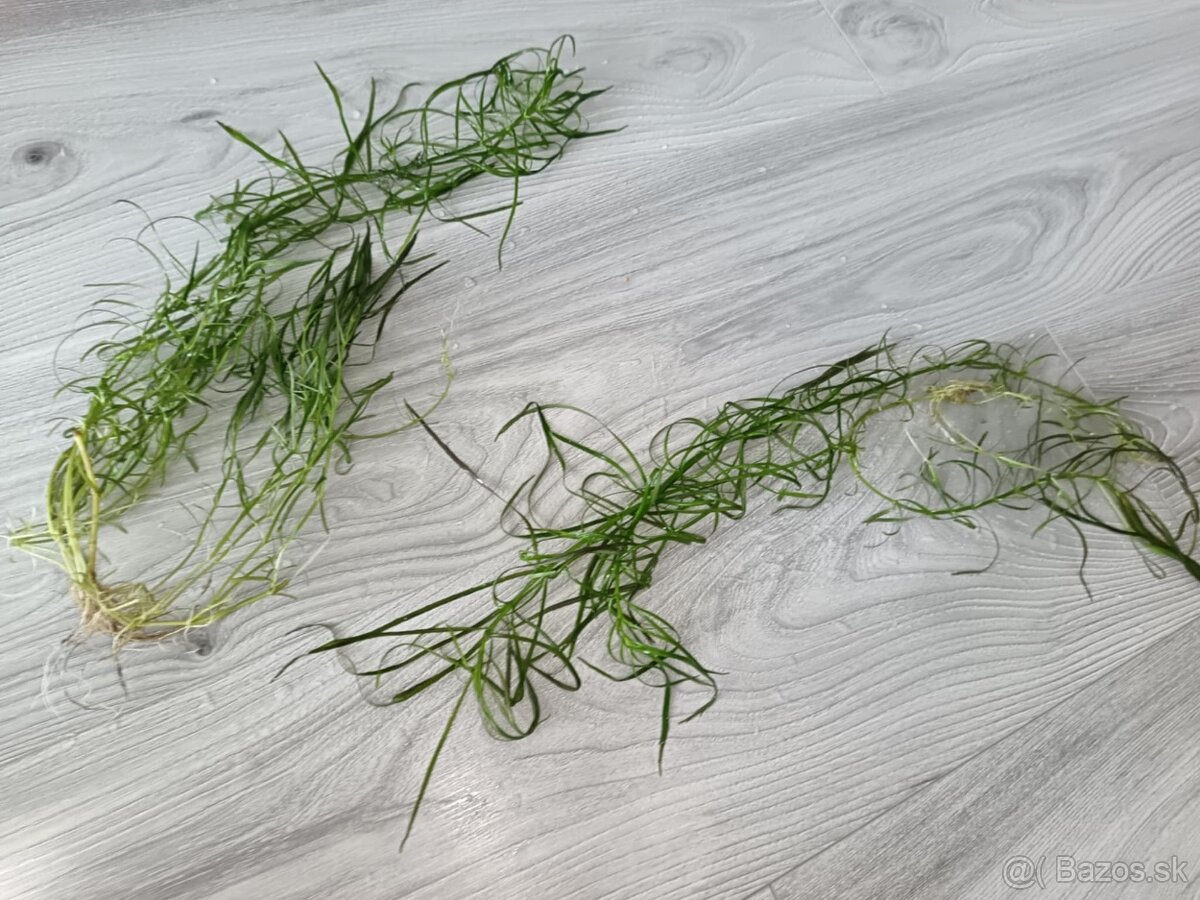 Akvarijné rastliny - 11