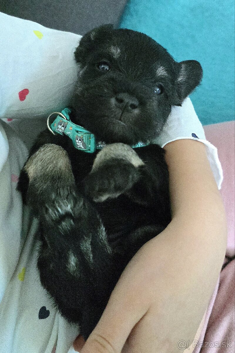 Malý čiernostrieborný bradáč s PP - 11