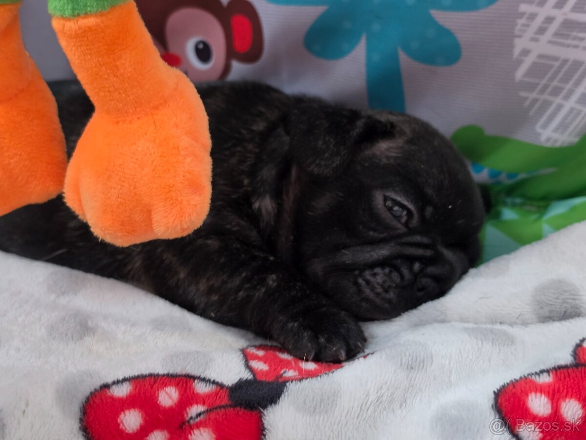 Francúzsky buldoček - 11