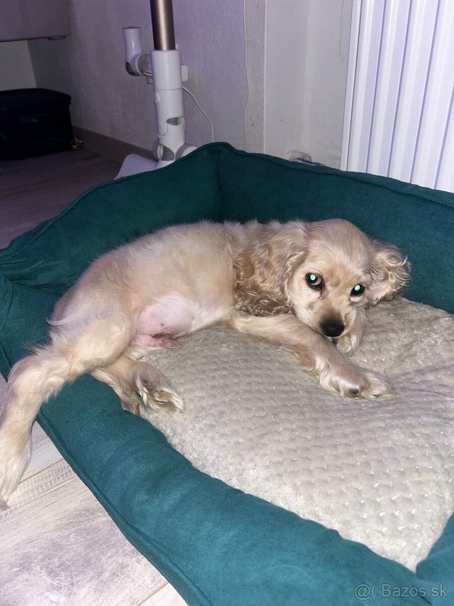 Americký kokerspaniel / kokeršpaniel / koker / kokršpaniel - 11