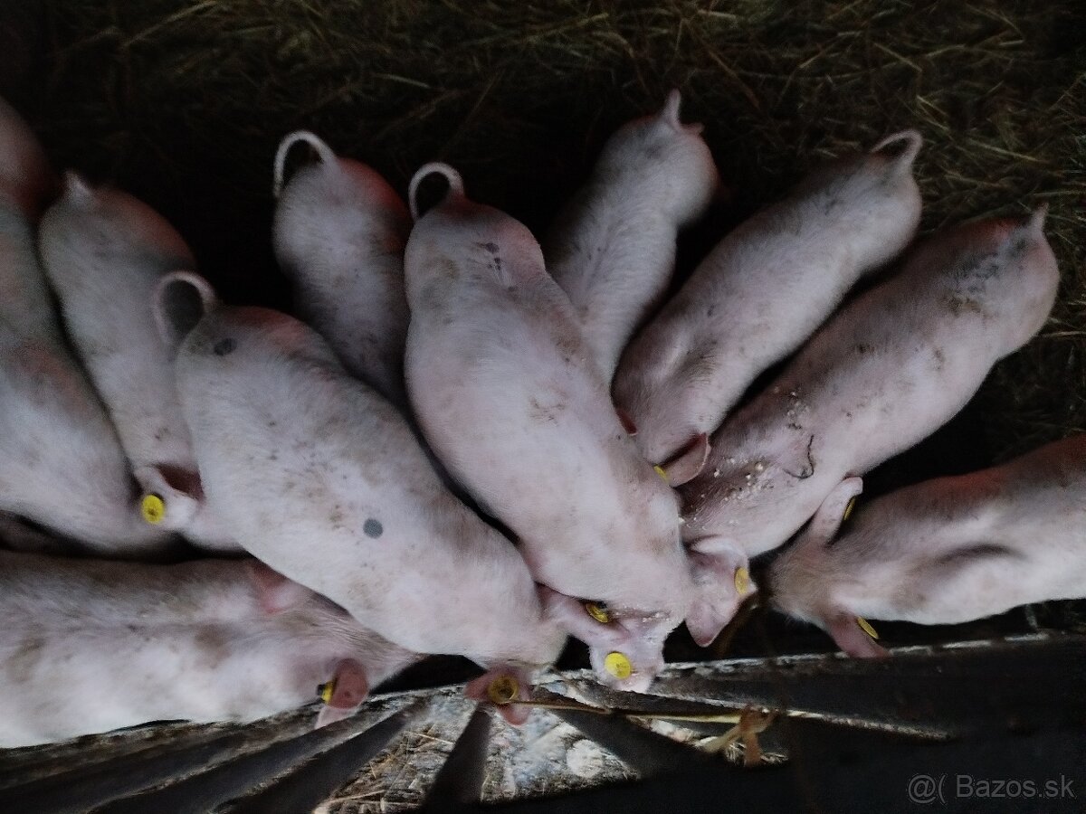 Predám odstavčatá - 11
