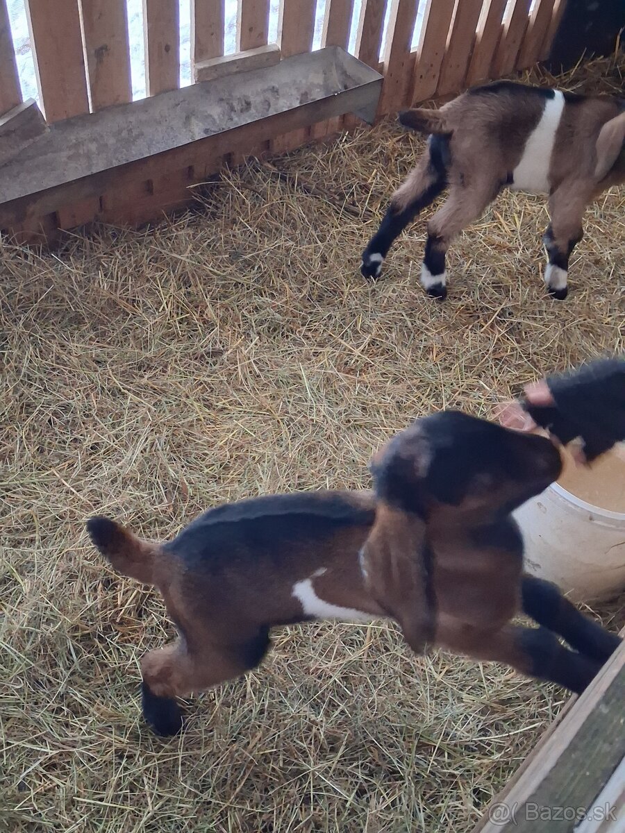 anglonubijsky cap - 11