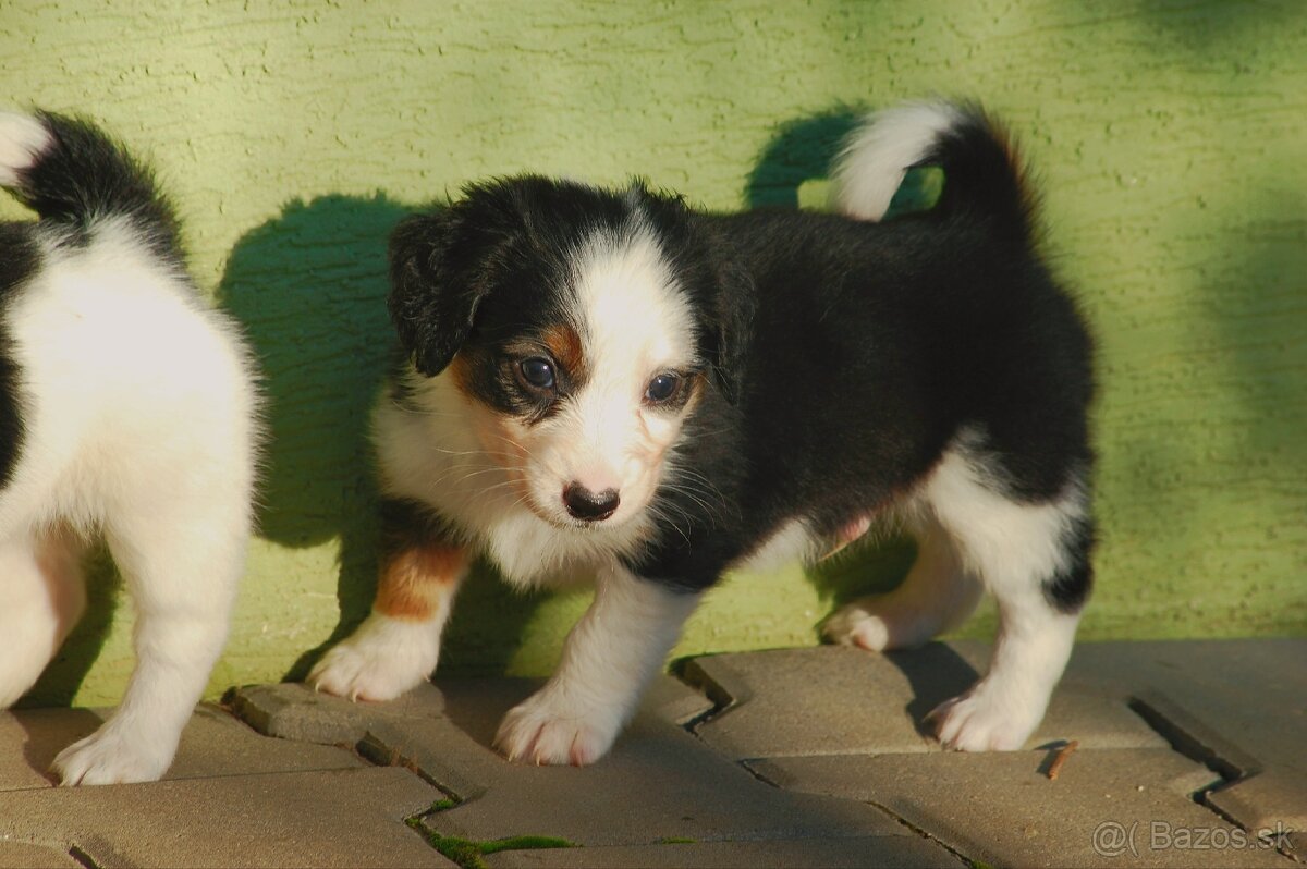 Šteniatka Border Kólia - 11