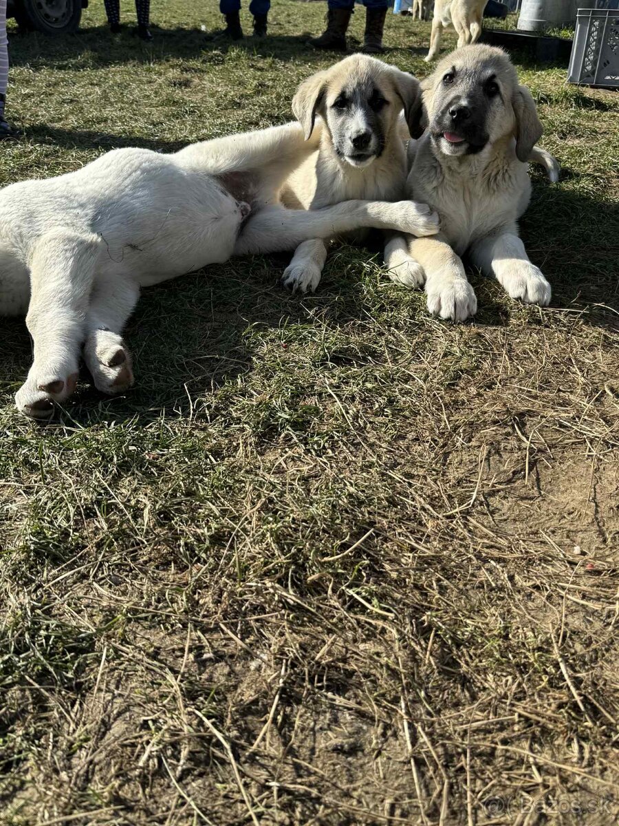 Predám šteniatka kangaly - 11