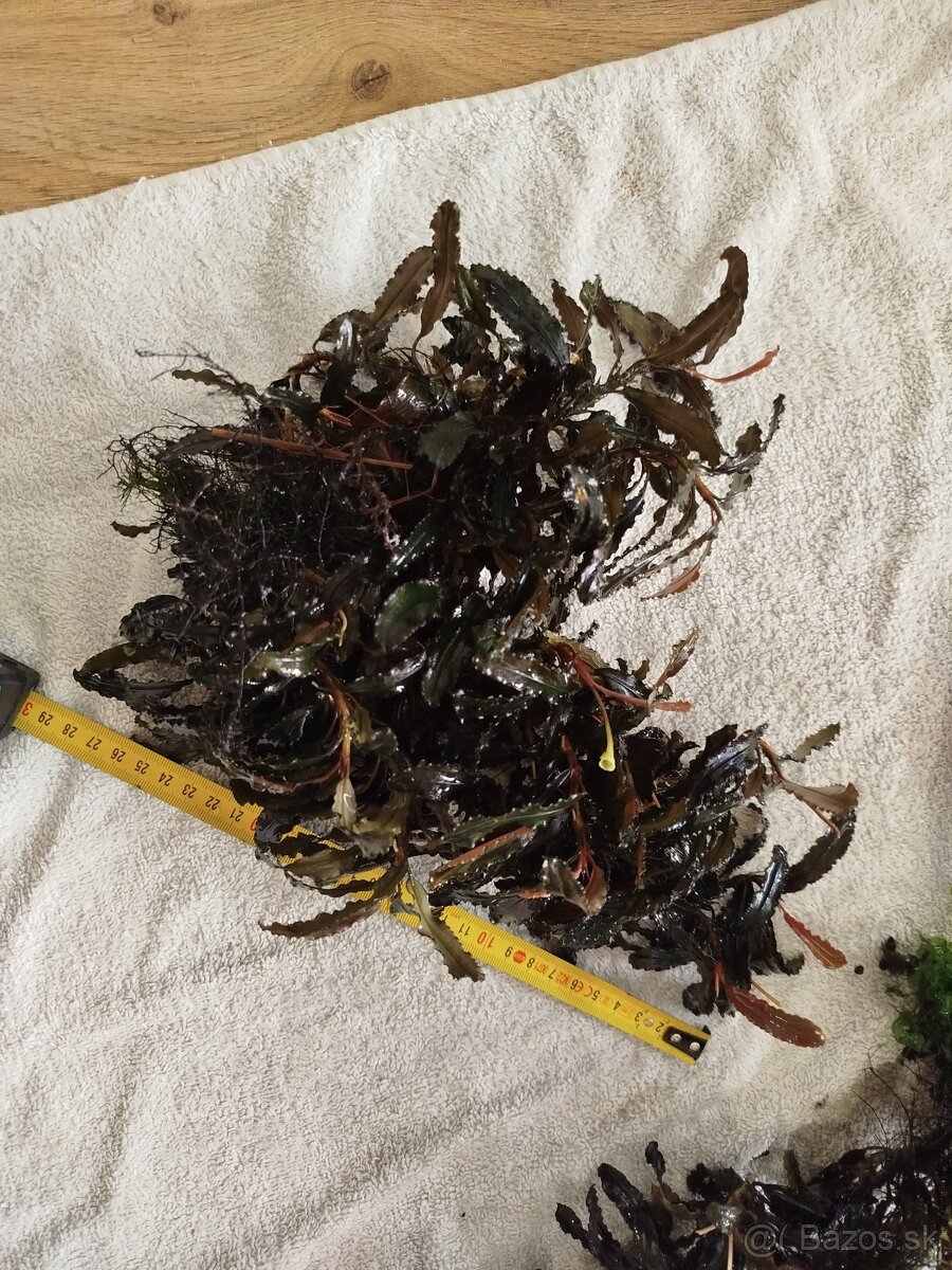 Raritné machy a rastliny - 11