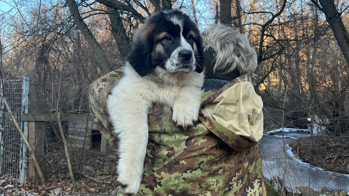 Štenata Moskovsky strážny pes - 11