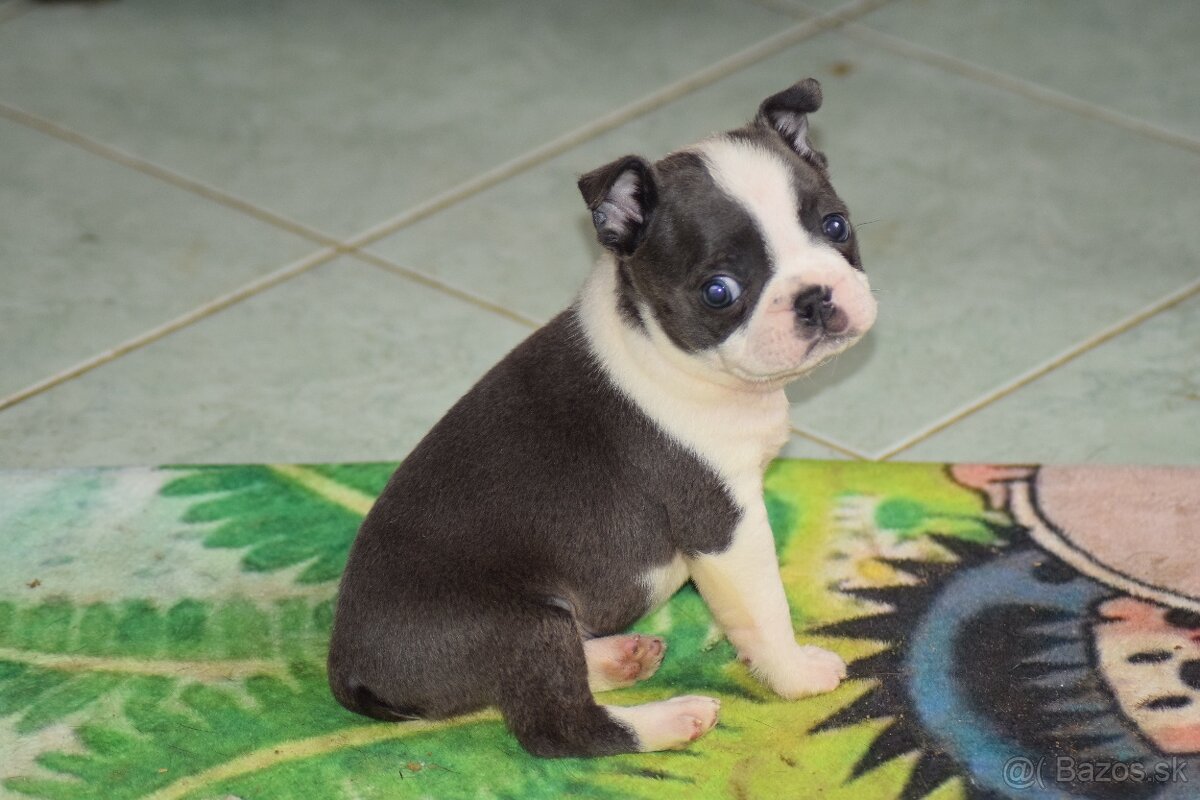 bostonský teriér s PP - modrý pejsek+ modrá holčička - 11