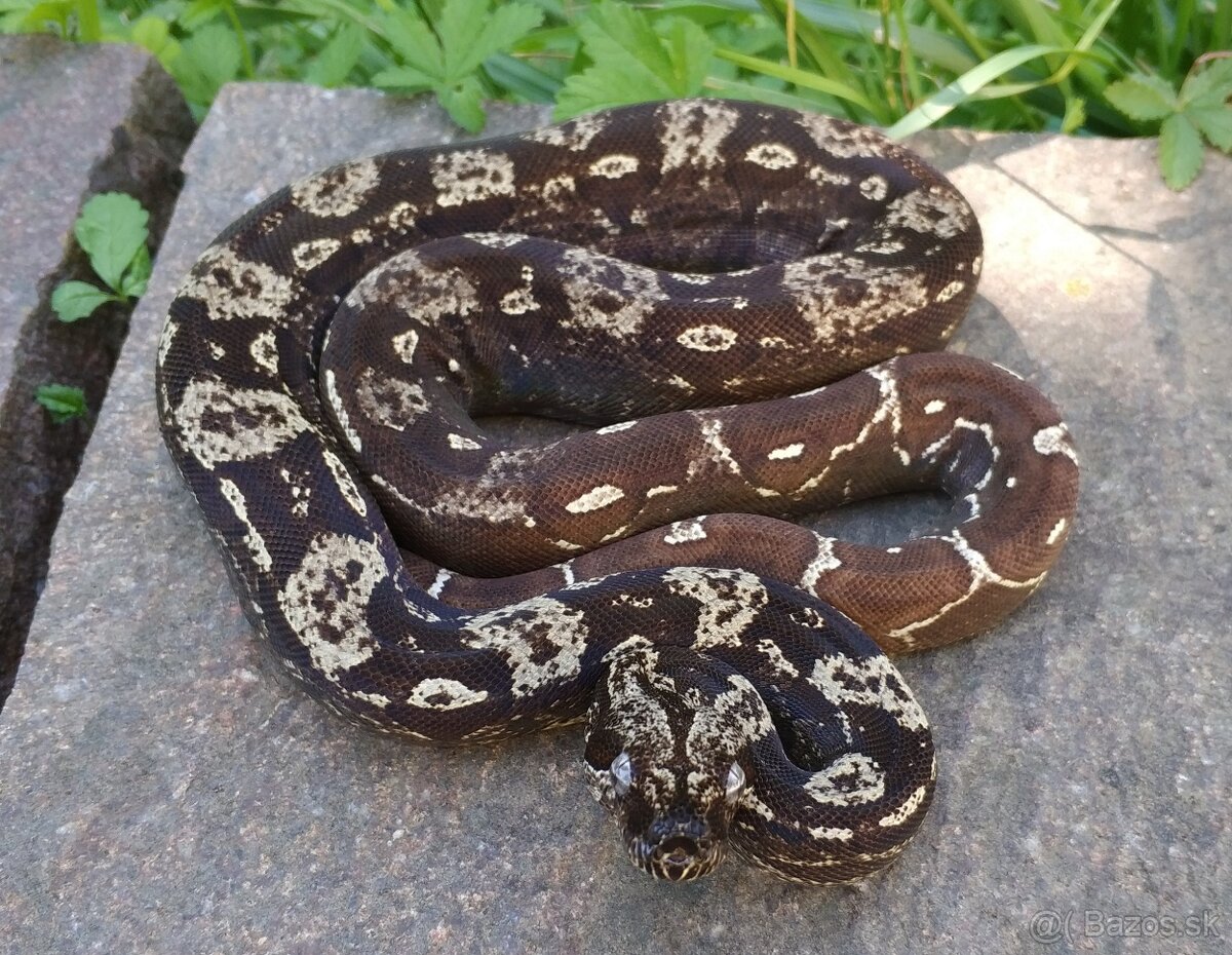 Boa imperator - Scoria Paradigm, IMG Arctic, IMG Paradigm - 11