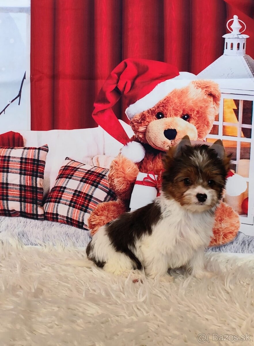 Yorkshire teriér, Biewer, Biro, Yorkshire teriér s PP - 11