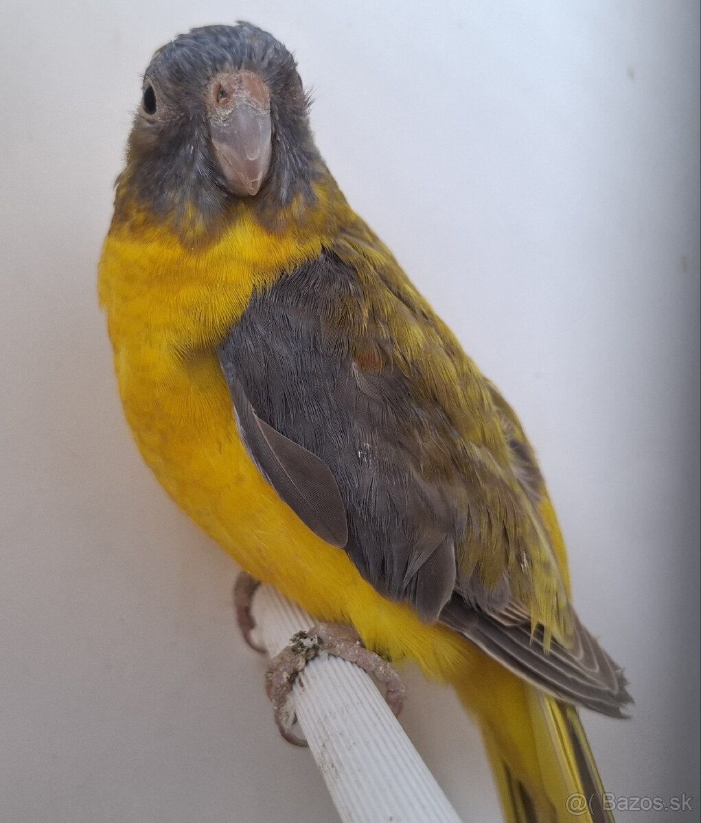 Neoféma tyrkysová žltobruchá - 11