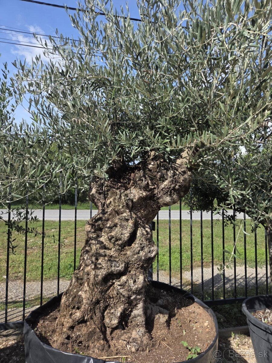 ‼️Akcia‼️ Olivovníky Bonsai - 11