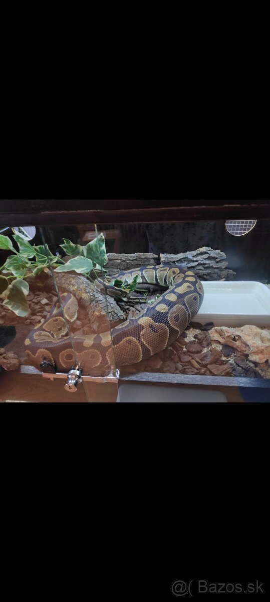 Python regius (Pytón Kráľovský) párik + tera - 11