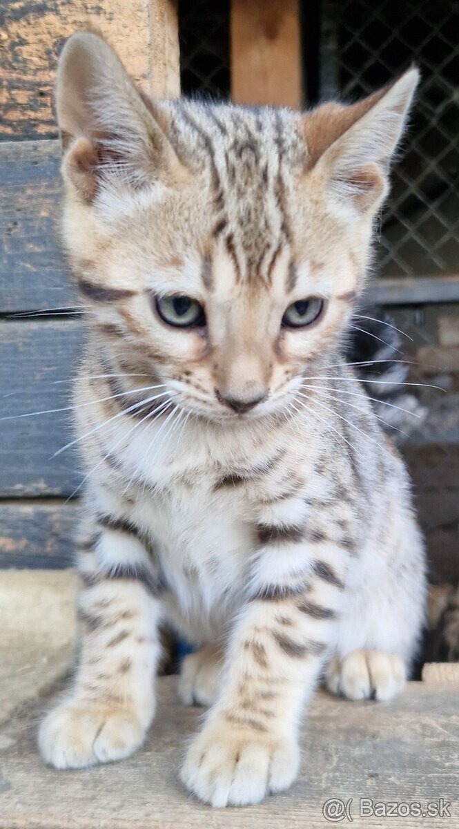 Bengalske mačiatka - 11