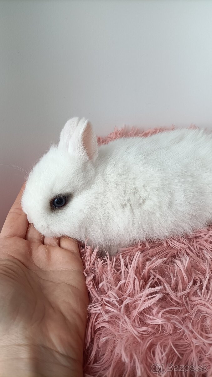 Zdrobnené kraliky - 11