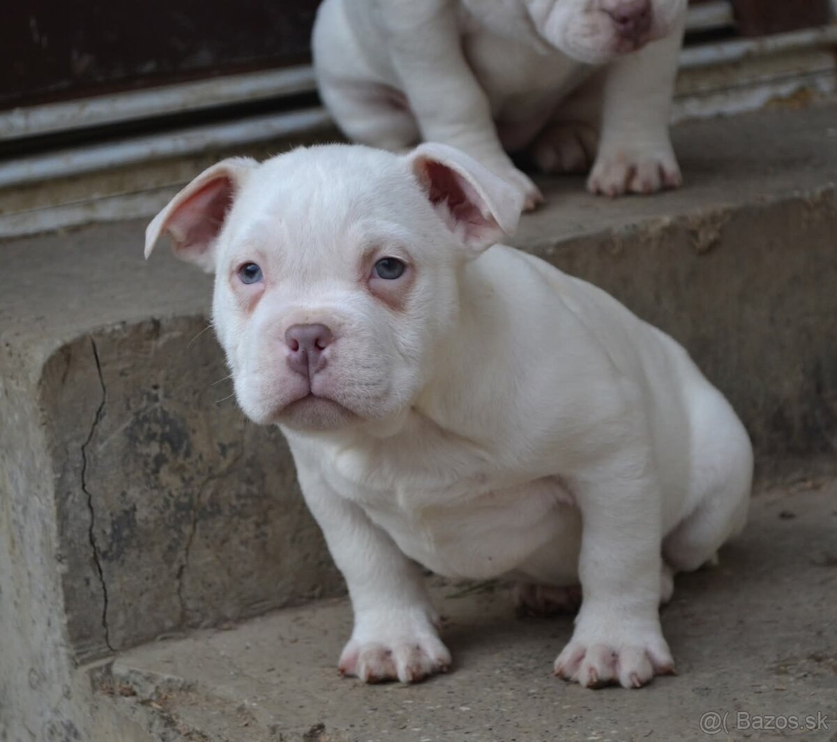 American bully pocket/ standatd - 11