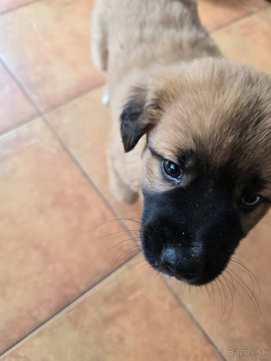 Krásne Šteniatko - 11