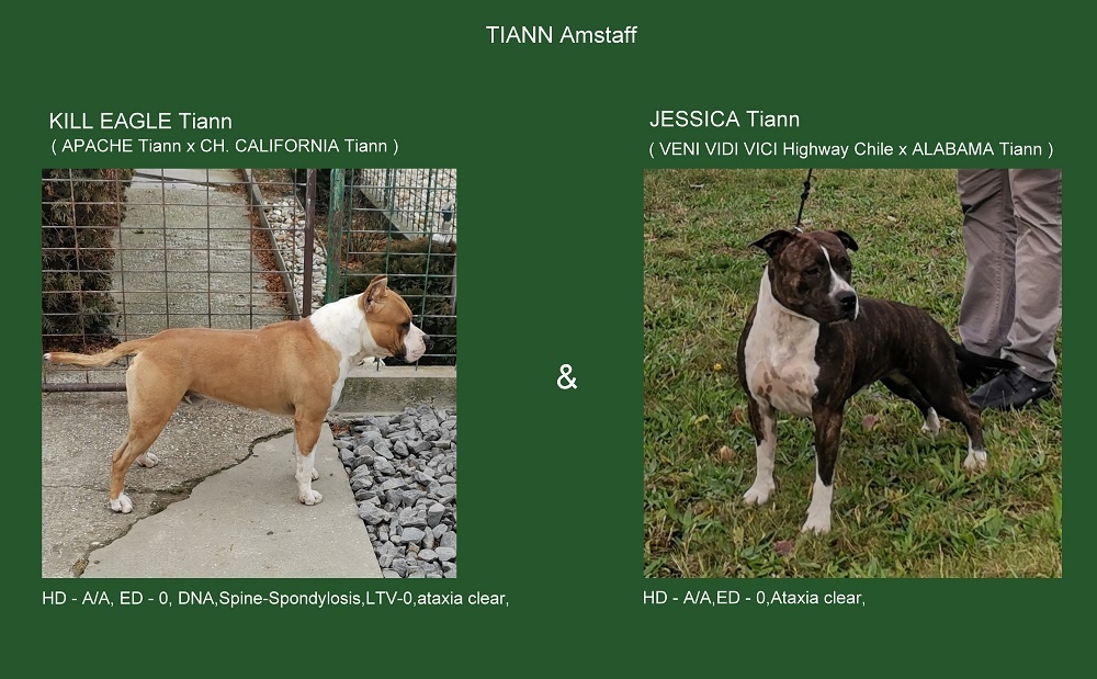 AMERICKÝ STAFORDŠÍRSKY TERIÉR s PP - 11