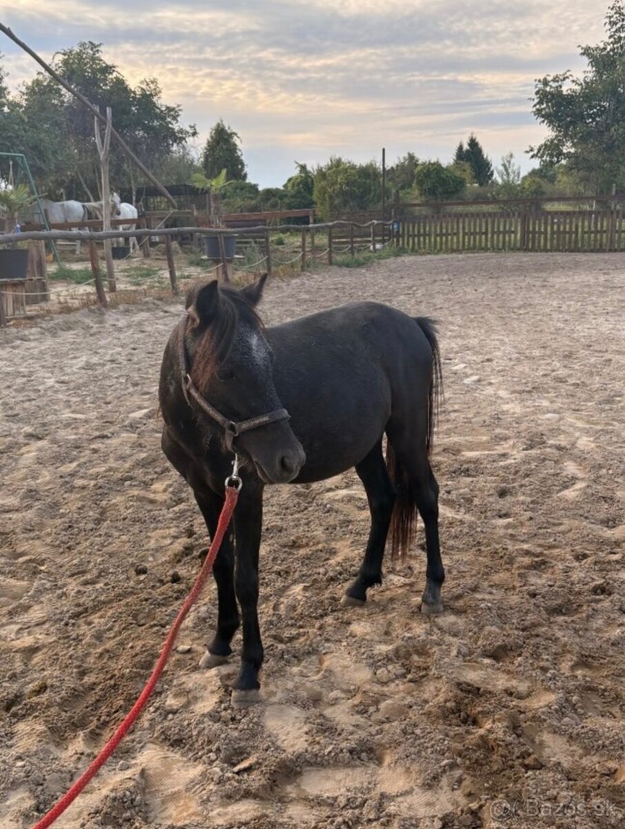 Poniky napredaj - 11