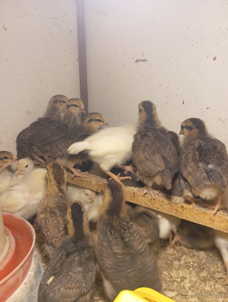 Leghorn, Vlaška jarabičia - 11