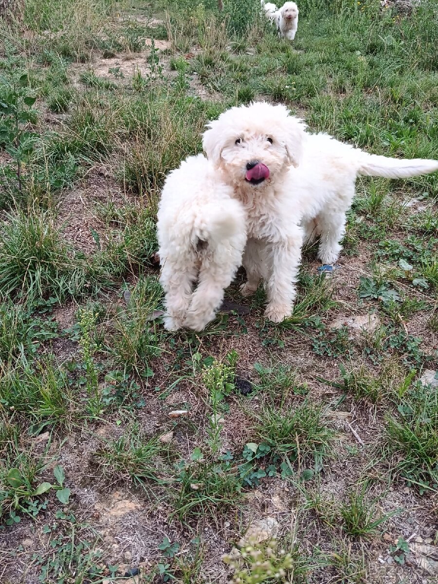 KOMONDOR ŠTENIATKA - 11