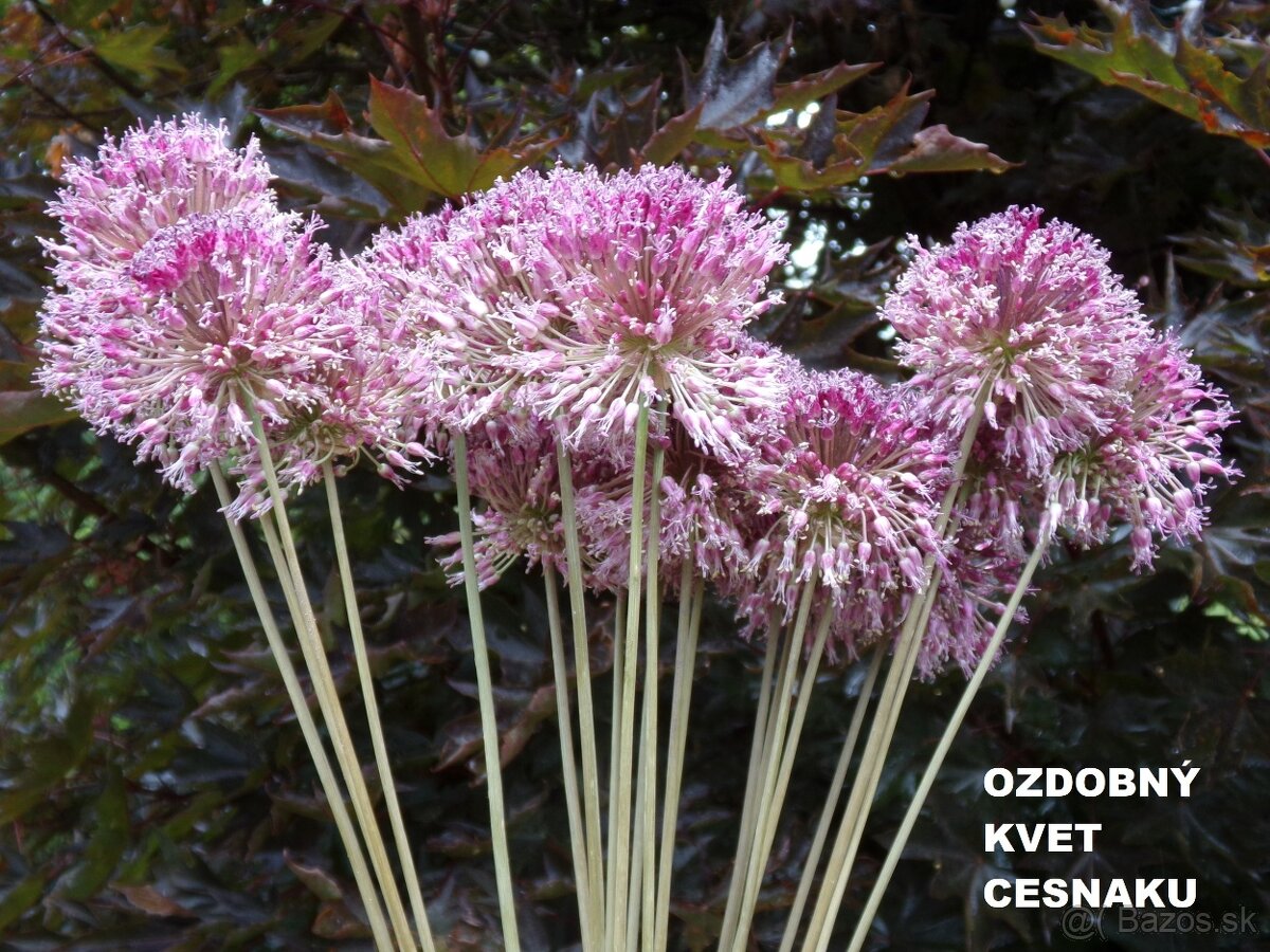 SUŠENÉ KVETY NA ĎALŠIU TVORBU - 11