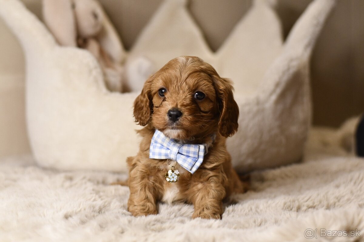 Cavapoo F1 psík hľadá milujúci domov - 11