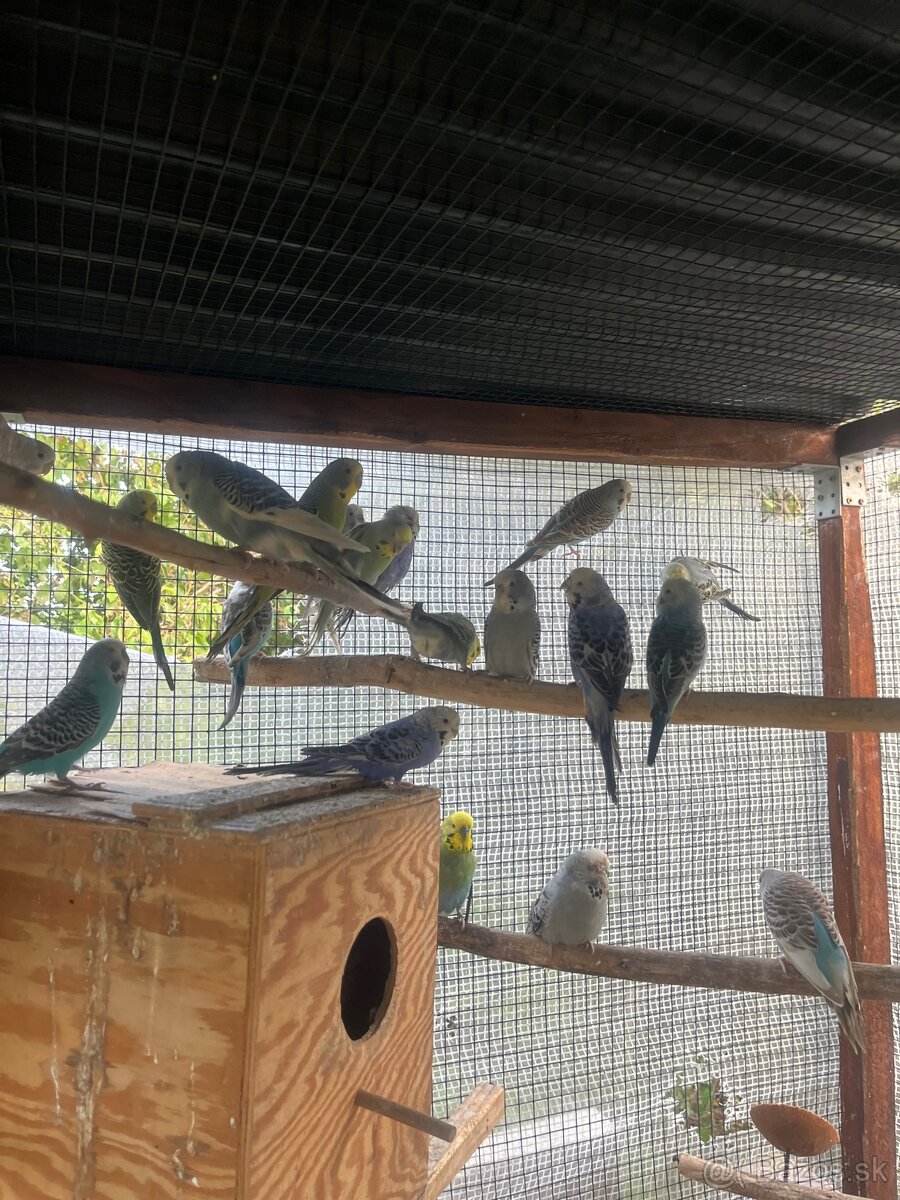 Andulky z volieri - 11