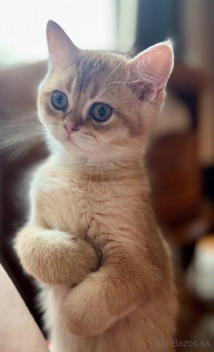 Scottish Straight v zlatej farbe - 11