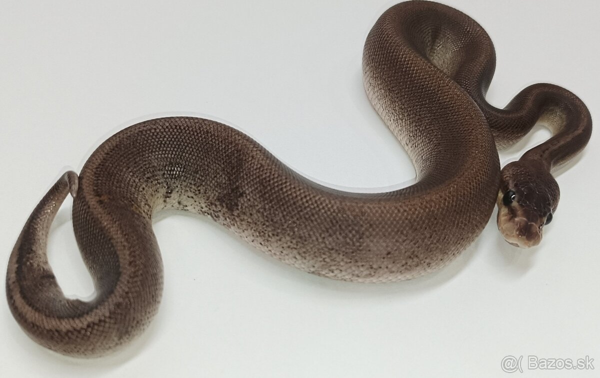 P. Regius.Pyton kralovsky - 11