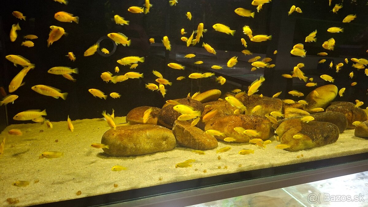 Africké cichlidy Malawi - 11