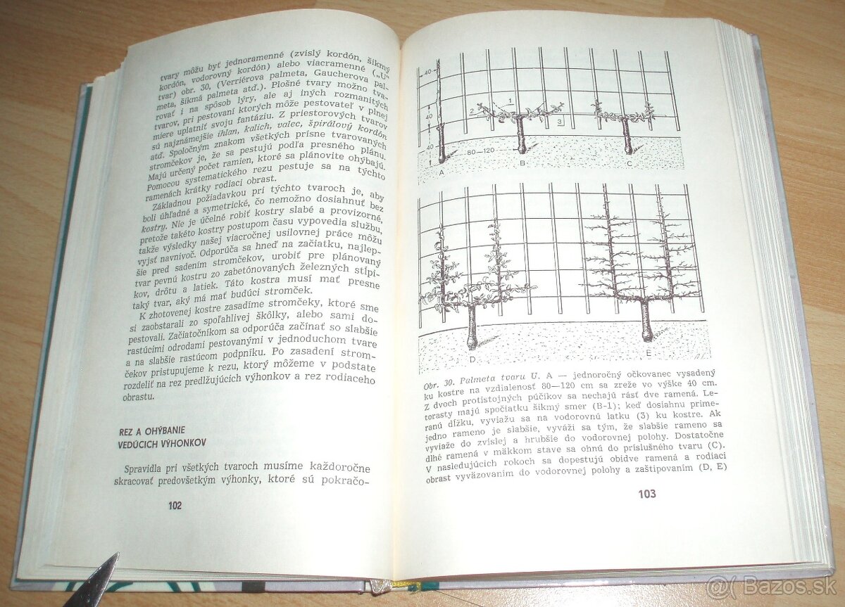 Rez a tvarovanie ovocných drevín - 11