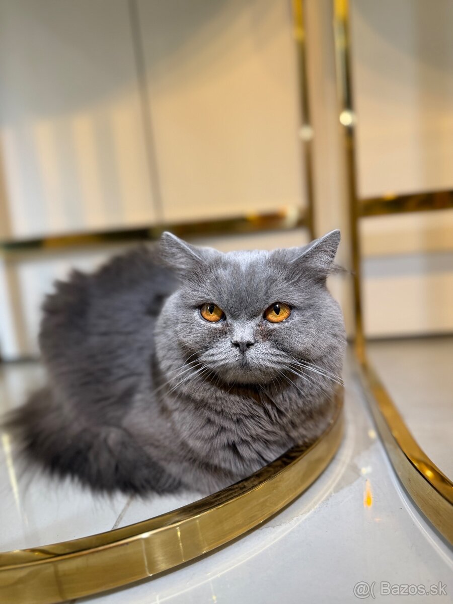 Britske maciatka - 11