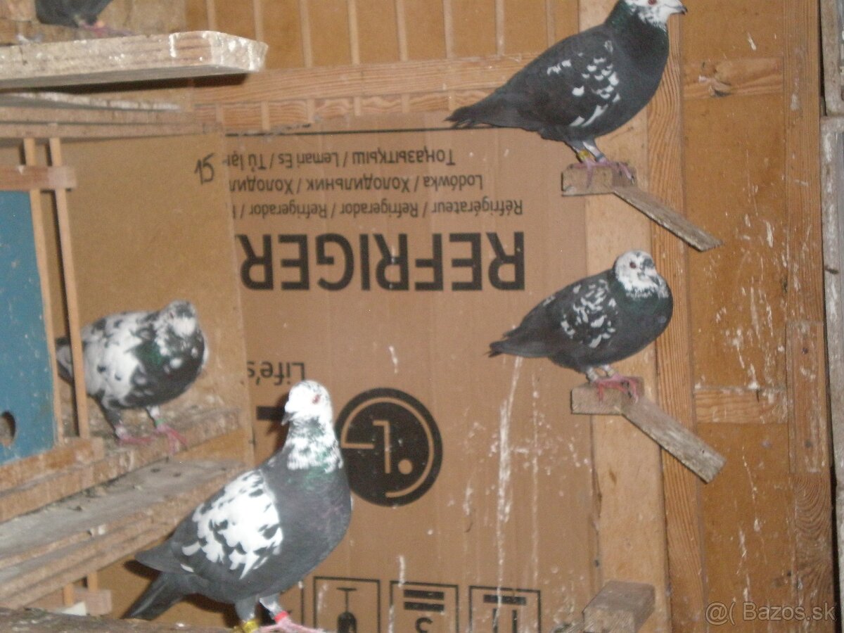 Predám poštové holuby - 11
