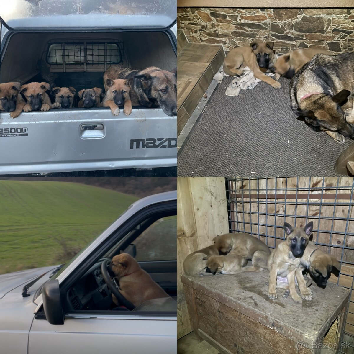 Belgický ovčiak - šteniatka - 11