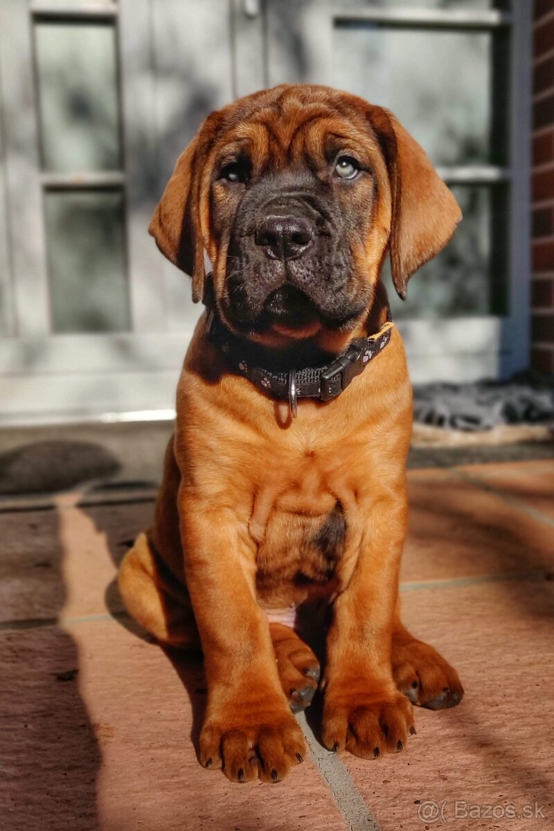 Tosa inu štěnata - přijímáme rezervace - 11