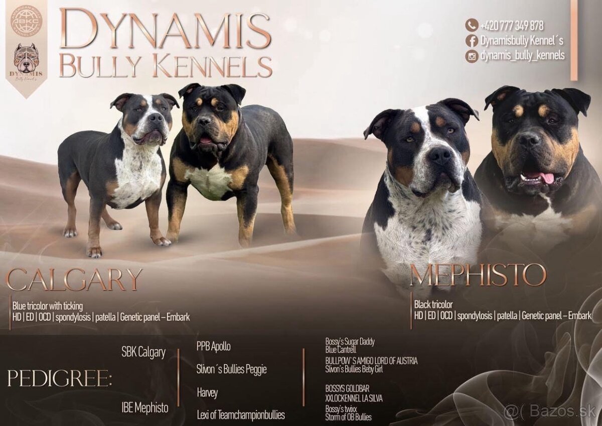 AMERICAN BULLY XL🩵💜 - 11