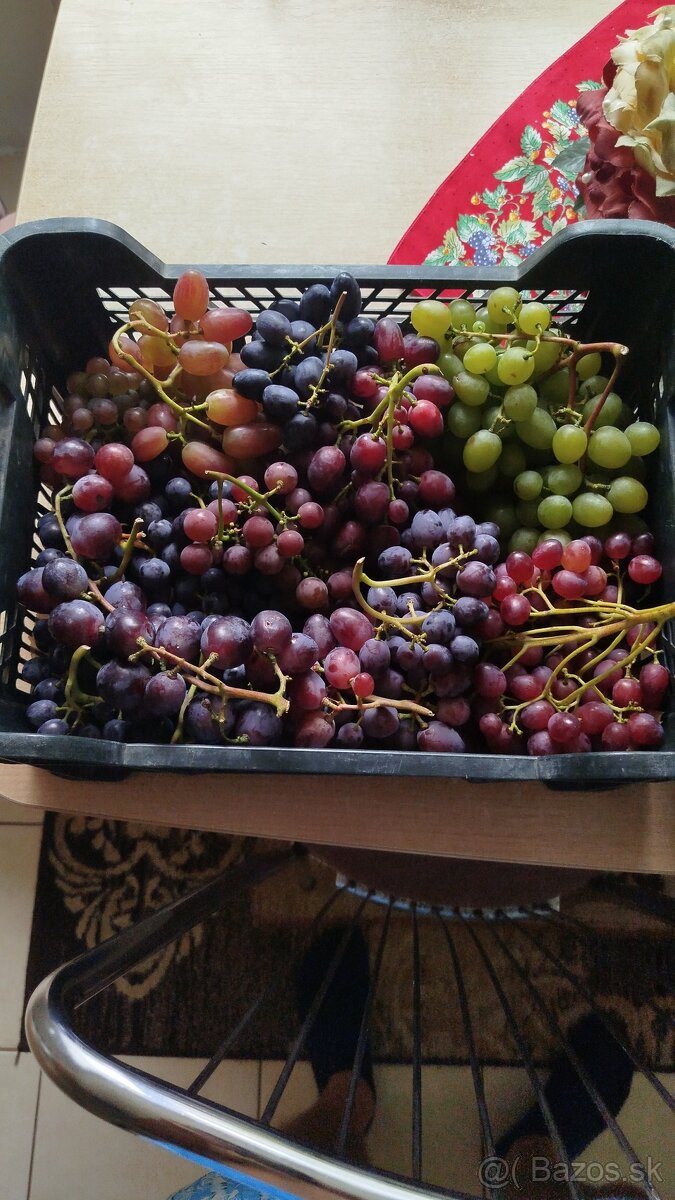 Predám odrezky viniča - 11