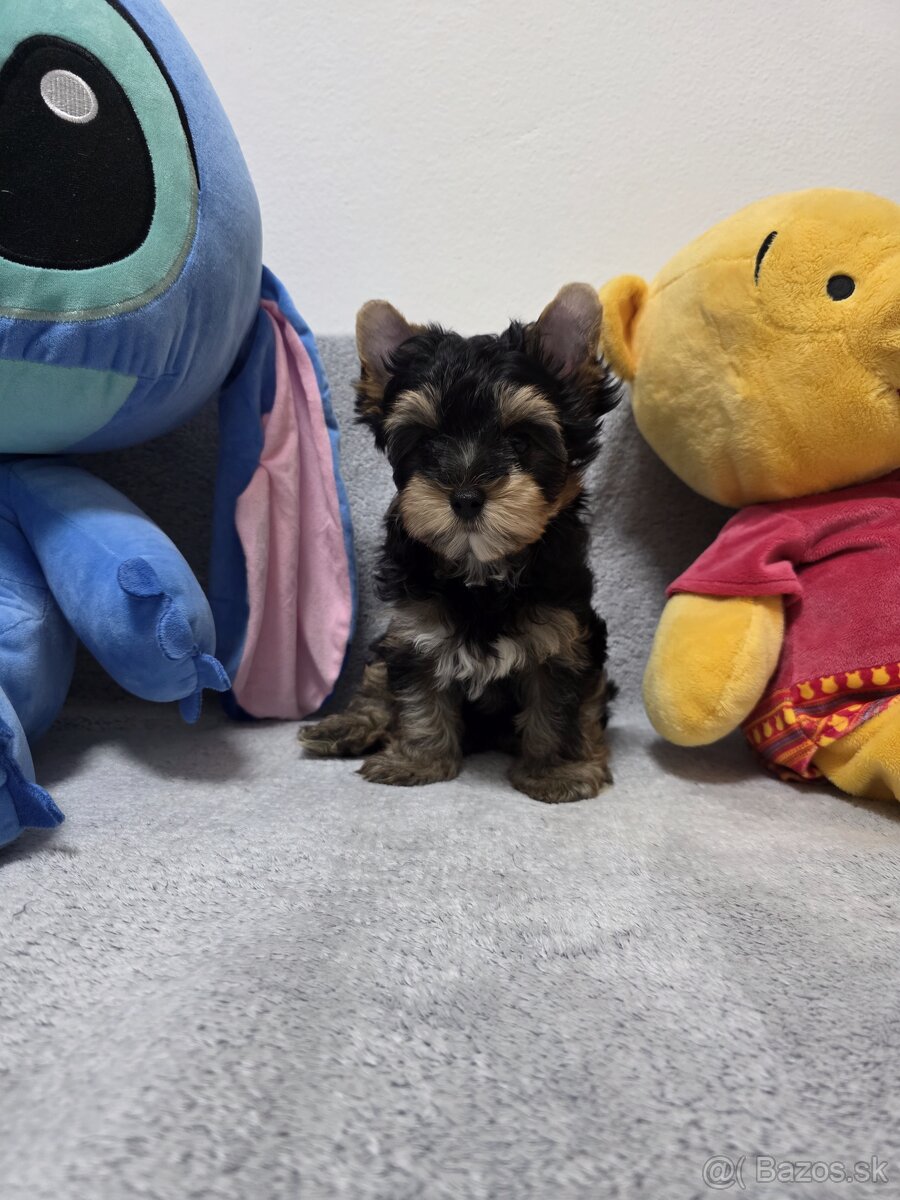 York, biewer,yorksirsky terier - 11