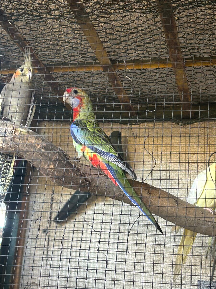 Hľadajú nový domov - 11